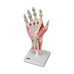 Hand Skeleton with Ligaments and Muscles