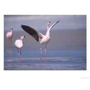 Jamess Flamingo, Courtship Display, Laguna Colorada, Bolivia Stretched 