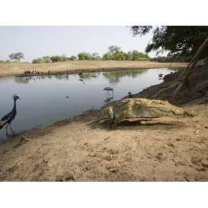  A remote camera captures a crocodile and a crowned crane 