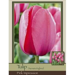  Honeyman Farms Tulip Darwin Hybrid Pink Impression Pack of 