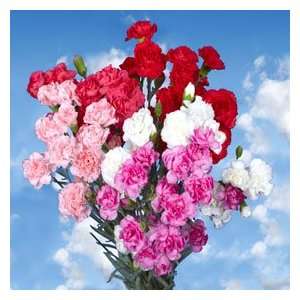 Valentines Day 160 Spray Carnations  Grocery & Gourmet 