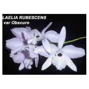 Laelia rubescens var oscuro 18S  Grocery & Gourmet Food