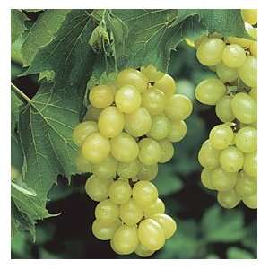 Wine Grape Seyval Blanc