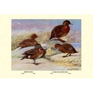  Brown and Auckland Ducks   Paper Poster (18.75 x 28.5 