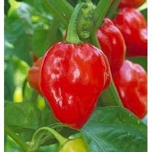   Red Habenero Pepper   50+ Seeds   Very Hot Patio, Lawn & Garden