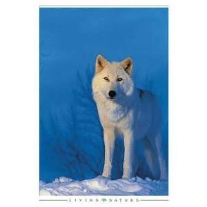  De Young   Montana Wolf Canvas