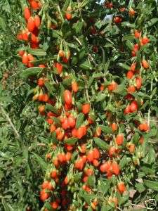 100 HIMALAYAN GOJI BERRY seeds Wolfberry **SUPERFRUIT*  