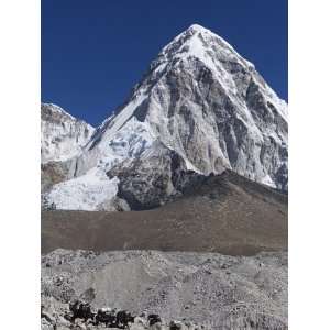 Yak on a Trail Below Kala Pattar and Pumori, 7165M, Sagarmatha 