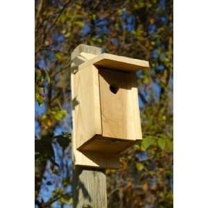  Heartwood   Eastern Bluebird Joy Box