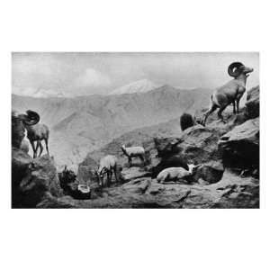  View of Desert Mountain Sheep and Rams Premium Poster 