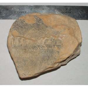  Fossilized Fish Found Near Stockton, Kansas Everything 