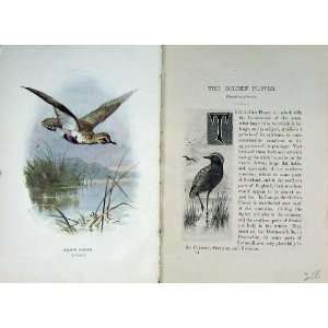  Golden Plover Thorburn 1901 Swaysland Wild Birds Print 