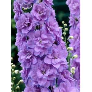  Wishful Thinking Delphinium Perennial   Potted Patio 