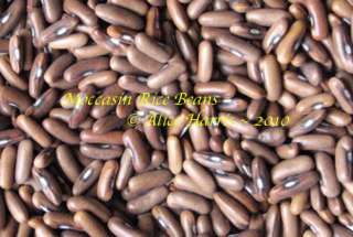 Organic Heirloom MOCCASIN RICE BEAN 30 Seeds  