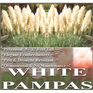  1 oz (98,000+) WHITE PAMPAS GRASS seeds ORNAMENTAL & DECOR 