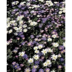  Anemone Blanda Mixed colors 10_bulbs Patio, Lawn & Garden