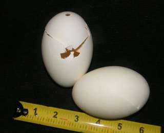 BLOWN OUT VINTAGE 3 1/2 EXTRA LARGE GOOSE DUCK EGGS SHELL FOR CRAFT 