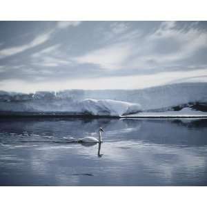  National Geographic, Swan on River, 16 x 20 Poster Print 