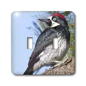  VWPics Birds   Acorn Woodpecker.(Melanerpes formicivorus 