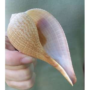  Fig Seashell Sea Shell
