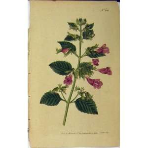   1792 Hand Coloured Flower Print Curtis Edwards N.208