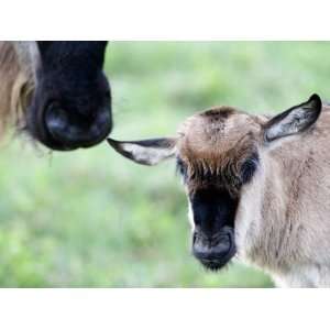  Close Up of Wildebeest with its Calf, Ndutu, Ngorongoro 