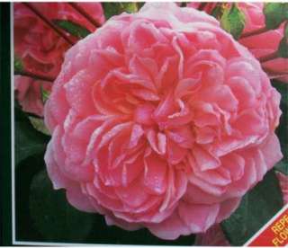 Anne Boleyn Soft Pink Roses Shrub Valentines Rose Bush  
