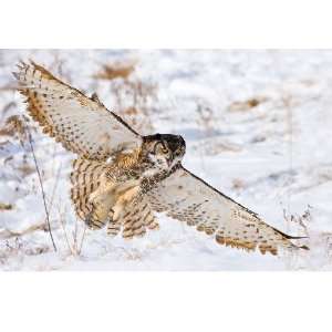  Great Horned Owl Print Preditorial Pursuit