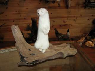   Adorable Weasel Ermine Taxidermy Mount Art Wildlife  