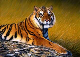 Tiger on Rock Print, New Giclee, Wildlife Art   Jason Morgan  