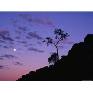  Section of Larapinta Trail Silhouetted in Evening, West 