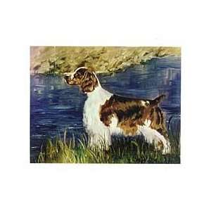  Welsh Springer Spaniel Notecards