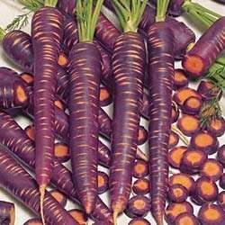 500 Purple Haze Carrot Seeds Hybrid  