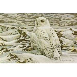  Robert Bateman   Plowed Field Snowy Owl
