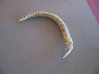 Bone carved snake eating a lizard zuni reservation  