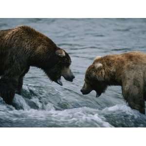 Two Grizzly Bears Stand Face to Face in the Water with Their Mouths 