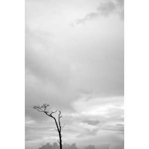  Reaching III, Limited Edition Photograph, Home Decor 