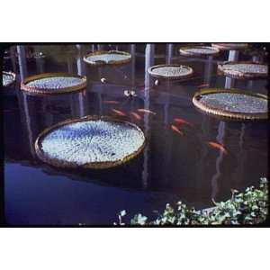  Photo Worlds Fair. Water lily pond with carp II 1939 