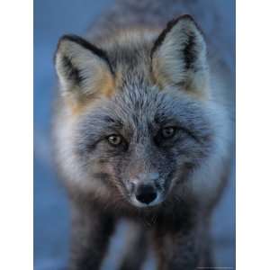 Red Fox on North Slope of Brooks Range, Alaska, USA Photographic 