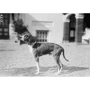 1914 photo NATIONAL BEAGLE CLUB OF AMERICA. KENNELS AND DOGS OF J.B 