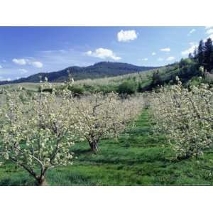  Apple Orchard in Bloom, Chelan County, WA Photographic 