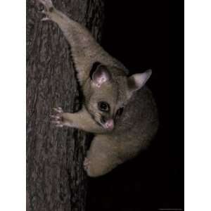  Brushtail Possum Descending a Tree Using its Long Claws to 