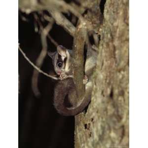  Endangered Leadbeaters Possum Preens its Tail and Paws in 