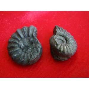  S8311 Black Ammonite Fossil Double Sided 2 pcs Healing 