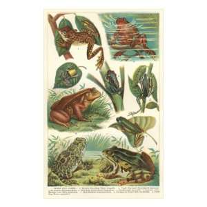  Variety of Amphibians Giclee Poster Print, 24x32