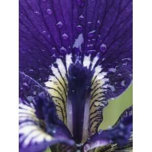  Close View of the Dew Drenched Petals of an Iris 