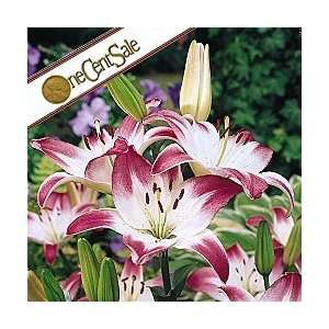  Lollypop Asiatic Lily