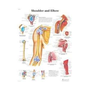 Shoulder and Elbow   Anatomical Chart  Industrial 