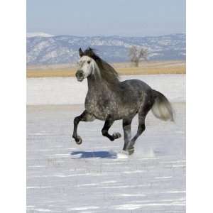 Gray Andalusian Stallion, Cantering in Snow, Longmont, Colorado, USA 