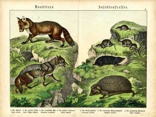 1886 SCHUBERT CHROMOLITH. jackal, hedgehog, shrew, fox  